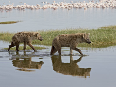 Buy Two Spotted Hyena Walking Along the Edge of Lake Nakuru at AllPosters.com