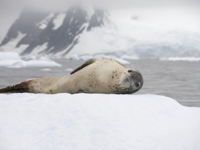 Leopard Seal on Ice, Near Yalour Island, Antarctic Peninsula, Antarctica, Polar Regions