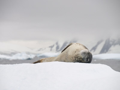 Leopard Seal on Ice, Near Yalour Island, Antarctic Peninsula, Antarctica, Polar Regions