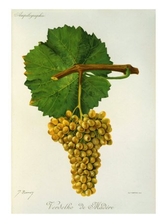 Verdelho de Madere White Grape Variety from Ampelographie Traite General de Viticulture, 1903