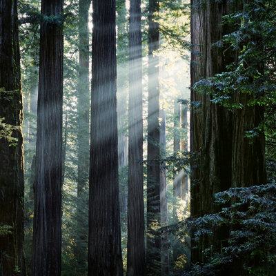 Sunbeams Coming Through Trees in a Redwood Forest