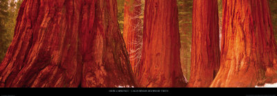 Californian Redwood Trees