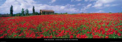 Tuscany, Field of Poppies