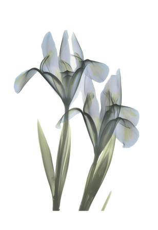Japanese Iris