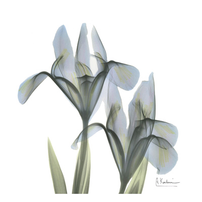 Japanese Iris II