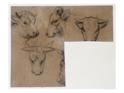Cinq Croquis de Tete de Vache