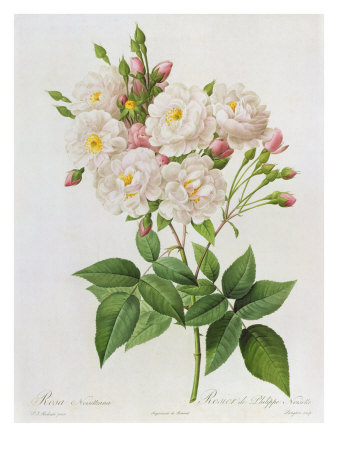 Rosa Noisettiana