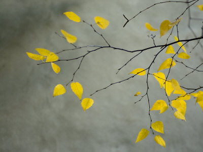 Yellow Autumnal Brich (Betula) Tree Limbs Against Gray Stucco Wall