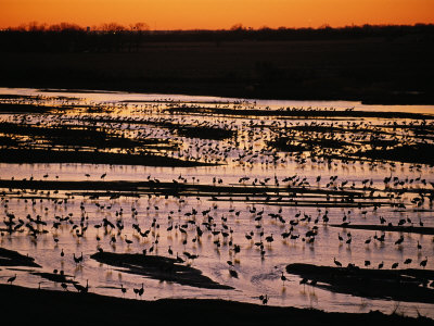 Sandhill Cranes Roost Along the Platte River in Nebraska