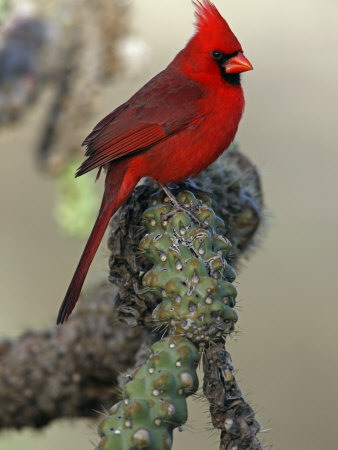 Northern Cardinal, Cardinalis ...