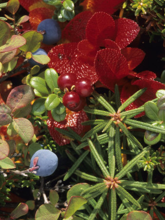 Tundra Fall with Alpine Bearberry, Blueberry and Low-Bush Cranberry