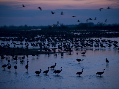 Sandhill Cranes, Grus Canadensis, Along the Platte River Near Gibbon