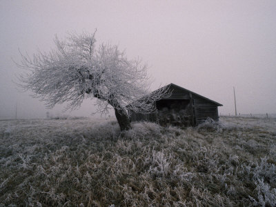 Buy Barn and Ice Covered Tree on Greenwood Hill, New York at AllPosters.com