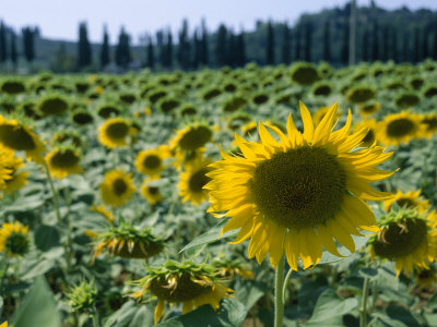 Buy Field of Sunflowers in the Tuscan Countryside at AllPosters.com