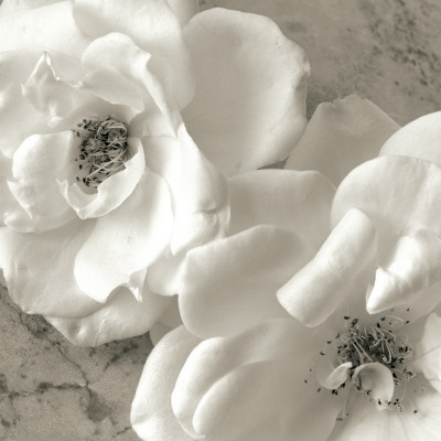 Buy Poppy Study III at AllPosters.com