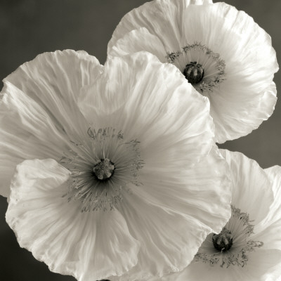 Buy Poppy Study IV at AllPosters.com