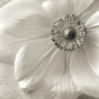 Buy Poppy Study II at AllPosters.com