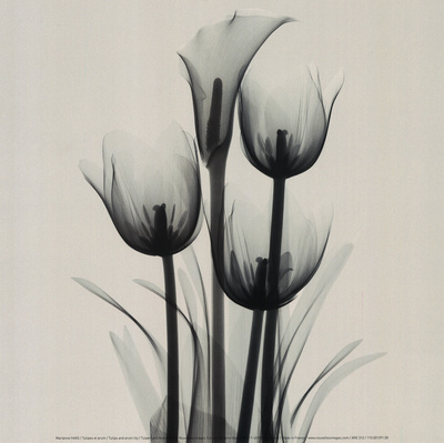Buy Tulips and Arum Lily at AllPosters.com