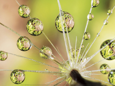 Dandelion