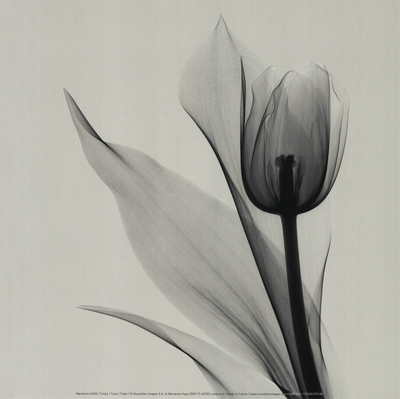 Buy Tulip at AllPosters.com