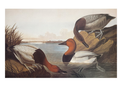 Canvas-Backed Duck