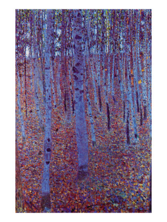 Beech Forest