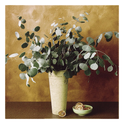 Buy Eucalyptus and Oranges at AllPosters.com