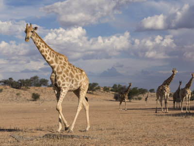 Buy Giraffe (Giraffa Camelopardalis), Kgalagadi Transfrontier Park, Northern Cape, South Africa, Africa at AllPosters.com