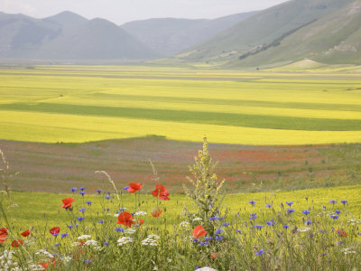 Lentil Fields, Highland of Castelluccio Di Norcia, Norcia, Umbria, Italy, Europe