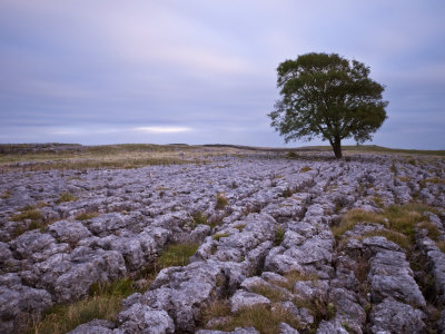 Lone Hawthorn Tree on Limestone Pavement Outside Malham, Yorkshire, England, United Kingdom, Europe