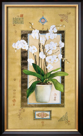 Phalaenopsis I