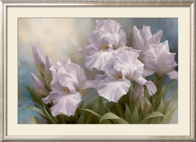 White Iris Elegance II
