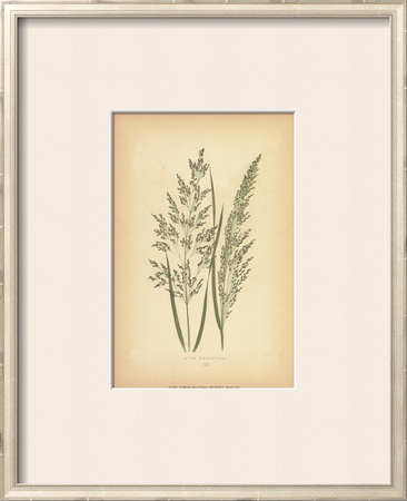Grasses III