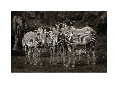 Zebras