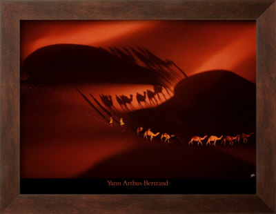 Buy Dromadaires II at AllPosters.com