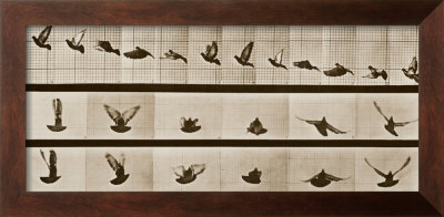 Bird,Eadweard  Muybridge
