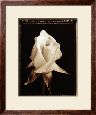 Buy Rose Blossom at AllPosters.com