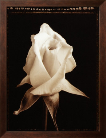 Buy Rose Blossom at AllPosters.com