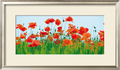Buy Poppy Fields at AllPosters.com