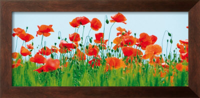Buy Poppy Fields at AllPosters.com