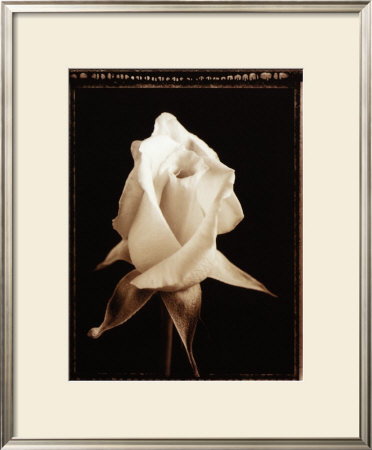 Buy Rose Blossom at AllPosters.com
