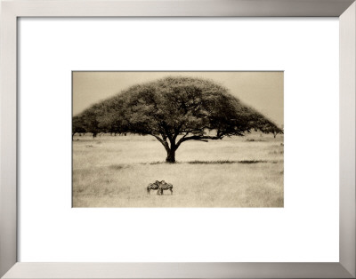 Buy The Sheltering Tree, Serengeti at AllPosters.com