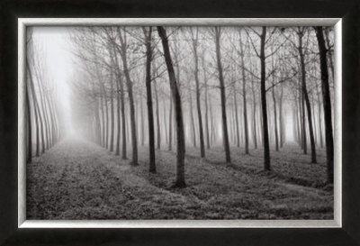 Buy Poplars, Po River Valley, Northern Italy, 1998 at AllPosters.com