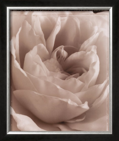 Buy Delicate Rose at AllPosters.com
