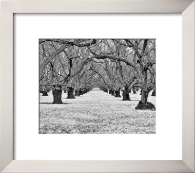 Old Walnut Orchard