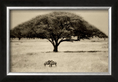 The Sheltering Tree, Serengeti