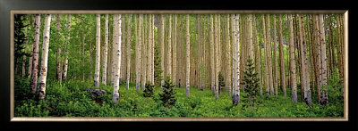 Buy Site 43 at AllPosters.com