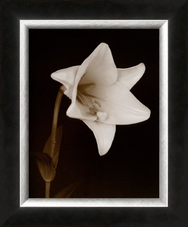 White Flower Framed Art Print