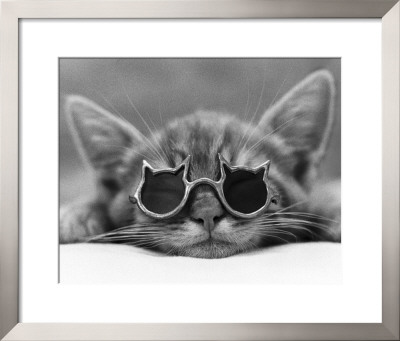 Buy Kool Kat I at AllPosters.com