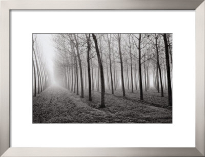 Buy Poplars, Po River Valley, Northern Italy, 1998 at AllPosters.com